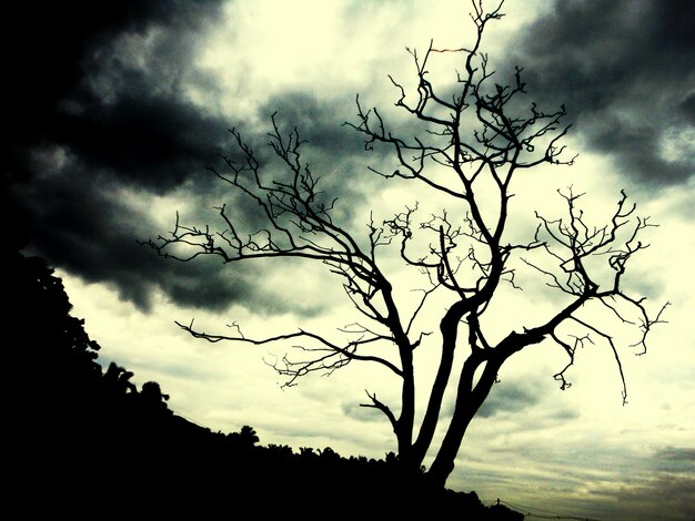 Silhouette bare tree against sky