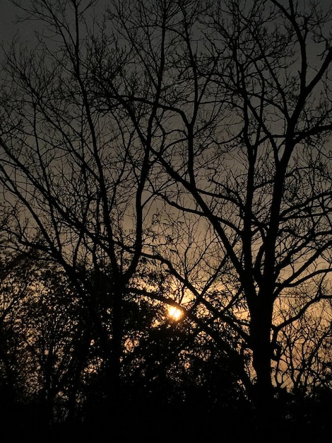 Foto silhouette di un albero nudo contro il cielo al tramonto