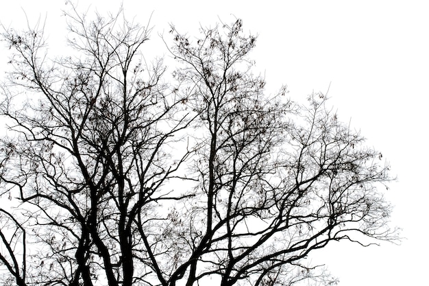 Silhouette of a bare tree on a background of light sky