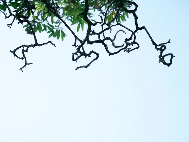 Silhouette of Bare Tree Branches and Green Leaves