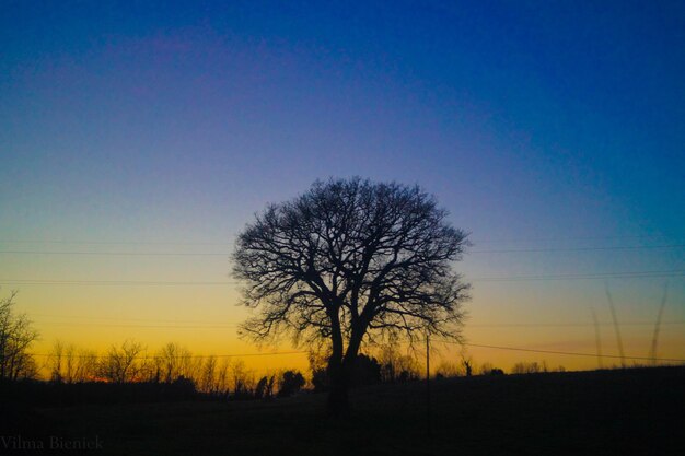 Silhouette bare tree on field against clear sky at sunset