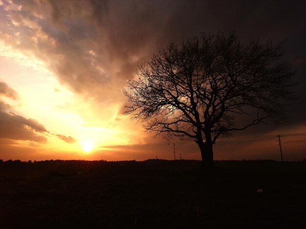 Silhouette bare tree on field against sky during sunset