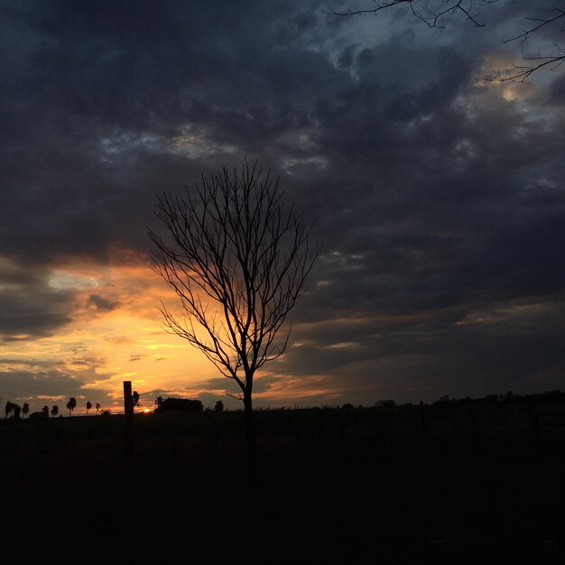 Foto silhouette albero nudo sul campo contro il cielo