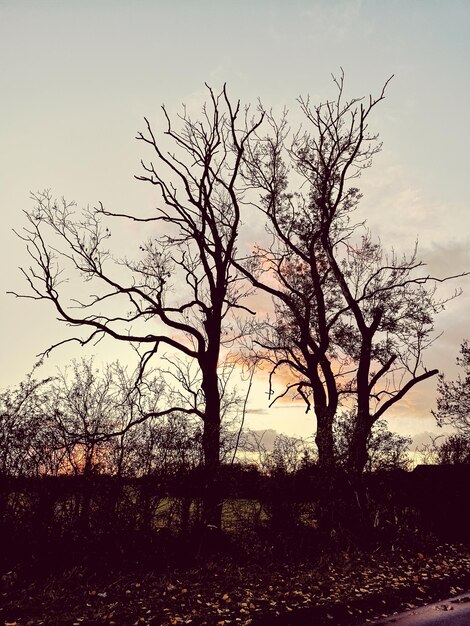 Silhouette bare tree on field against sky