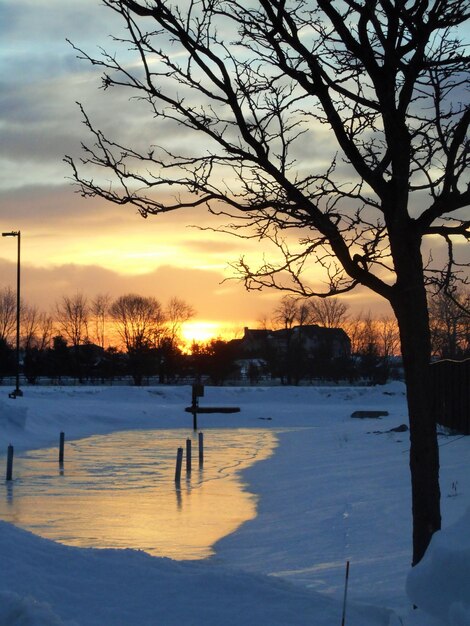 Silhouette bare tree on snowy field during sunset