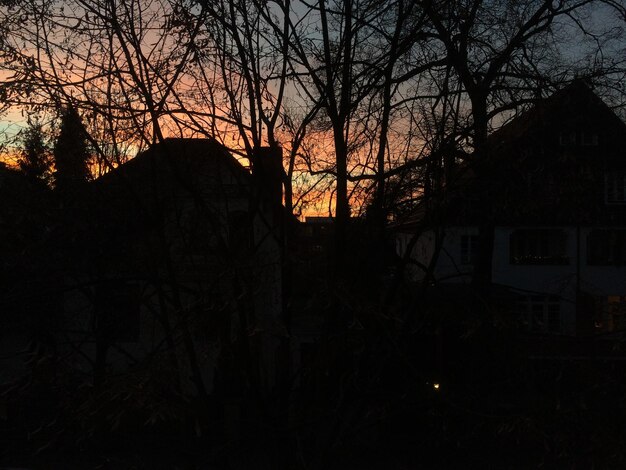 Photo silhouette of bare tree at sunset