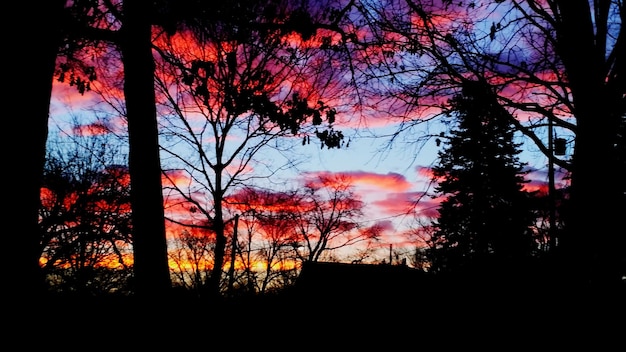 Photo silhouette of bare tree at sunset