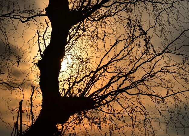 Silhouette of bare tree at sunset