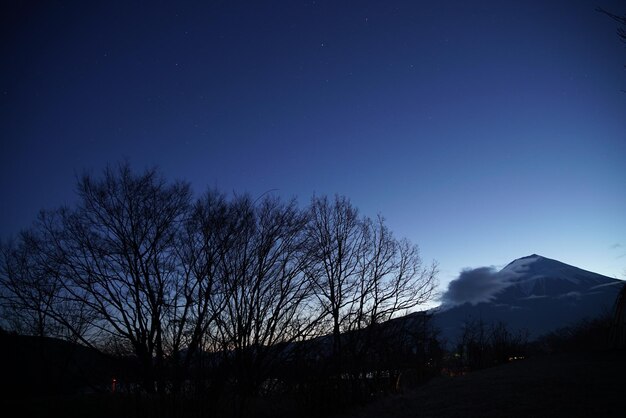 Silhouette bare trees against clear sky at night