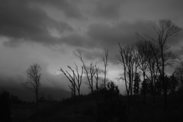 雲の空を背景に裸の木のシルエット