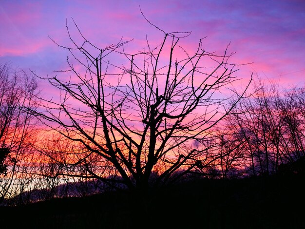 Silhouette bare trees against dramatic sky during sunset