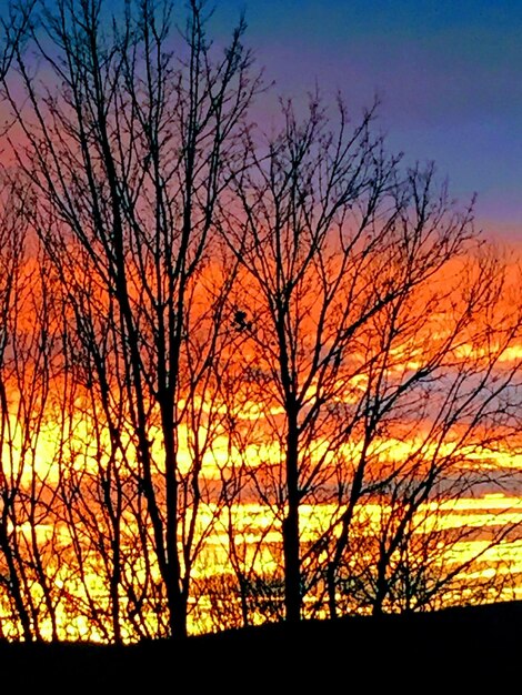 Silhouette bare trees against orange sky