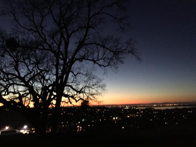 Foto silhouette di alberi nudi contro il cielo notturno