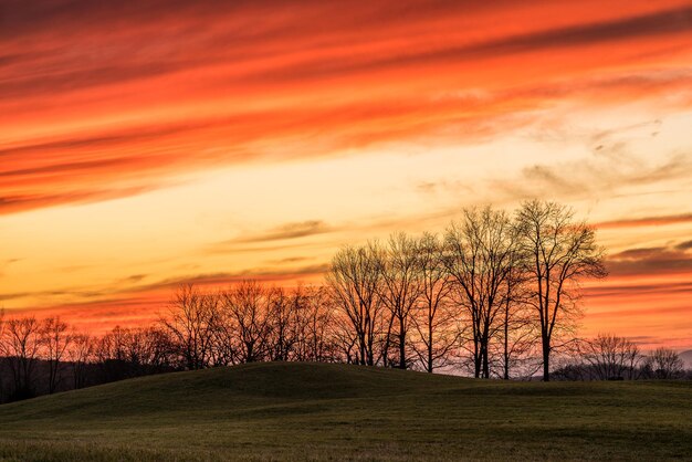 Photo silhouette bare trees on field against romantic sky at sunset