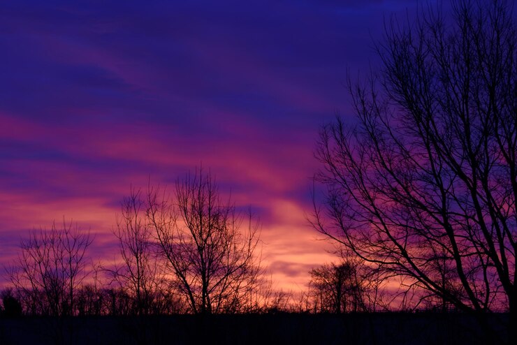 Photo silhouette bare trees on field against sky at sunset