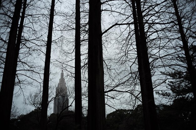 Photo silhouette bare trees in forest