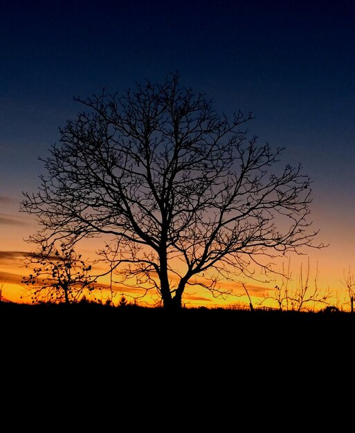 Silhouette of bare trees on landscape at sunset