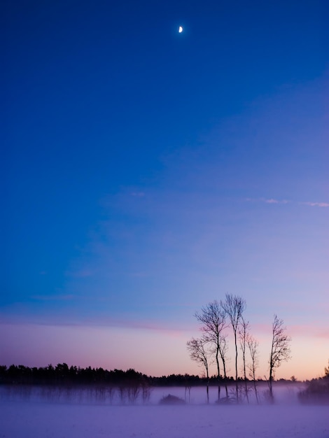 Foto silhouette di alberi nudi su un campo innevato al tramonto