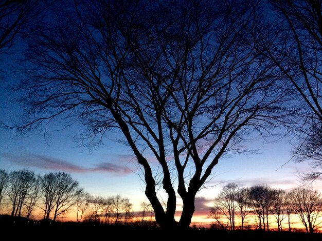 Photo silhouette of bare trees at sunset