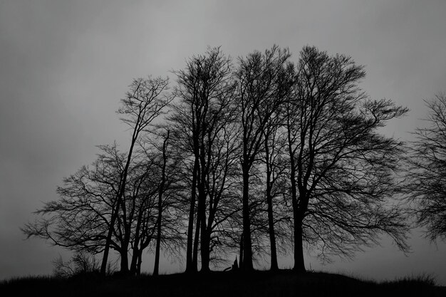 Photo silhouette of bare trees at sunset