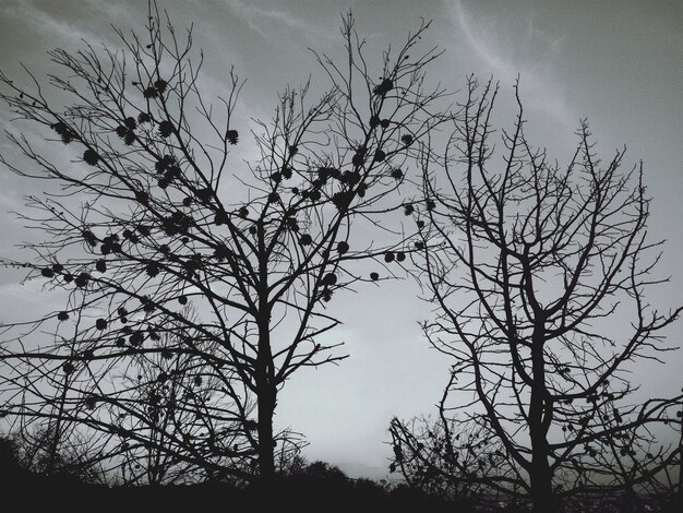 Silhouette of bare trees