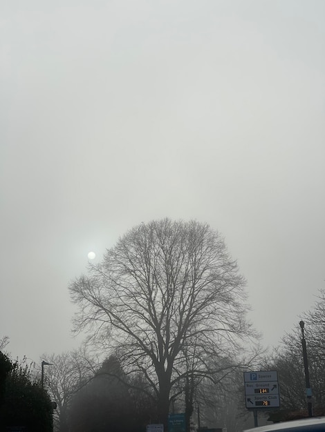 Silhouette of a big trea against grey sky on a foggy day