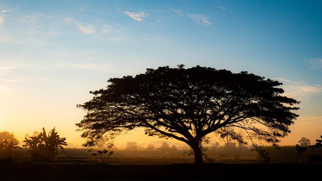 silhouette big tree sprawling perfect sky background The orange light of the rising sun in the morning and a faint fog