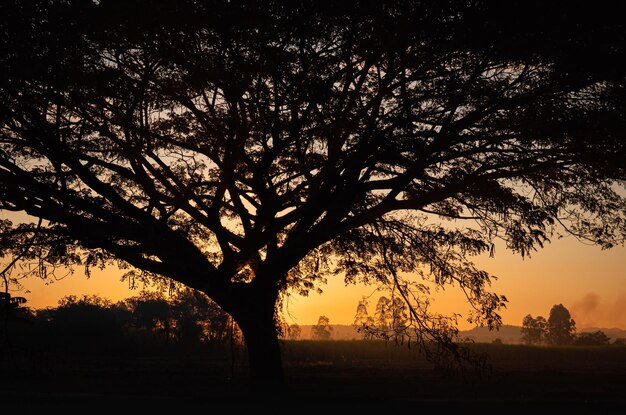 silhouette big tree sprawling perfect sky background The orange light of the rising sun in the morning and a faint fog