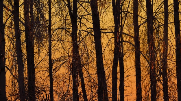 Silhouette of birches at a bright sunset