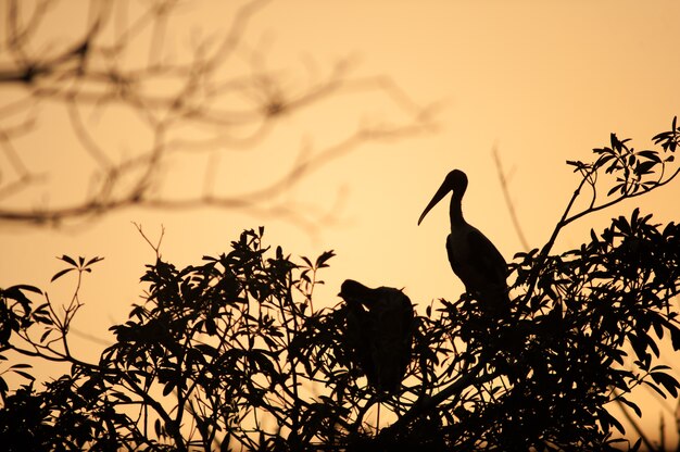 夕日の枝にシルエットの鳥