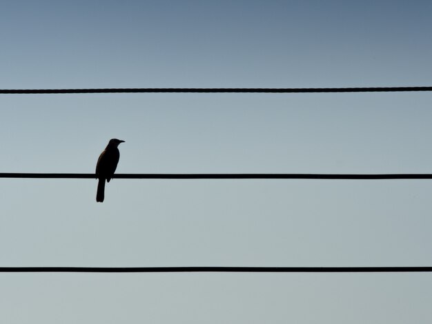 silhouette of bird on electric lines