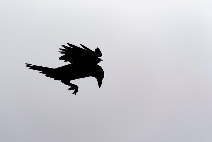 Photo 明るい空に飛ぶ鳥のシルエット