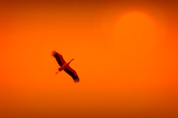 Silhouette bird flying against orange sky