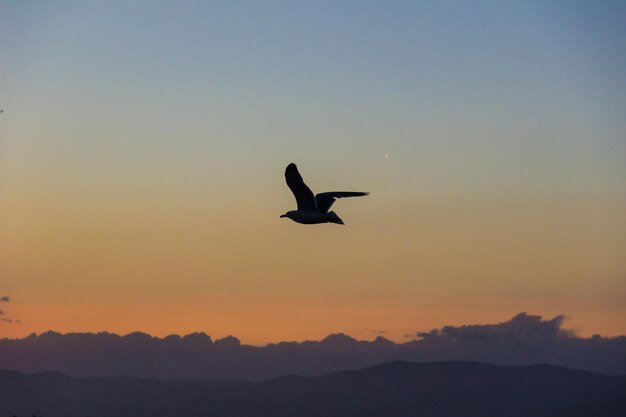 Silhouette bird flying against sky during sunset