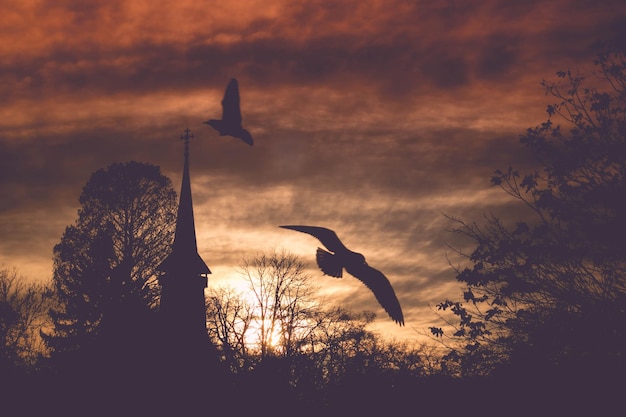 Photo silhouette bird flying against sky during sunset