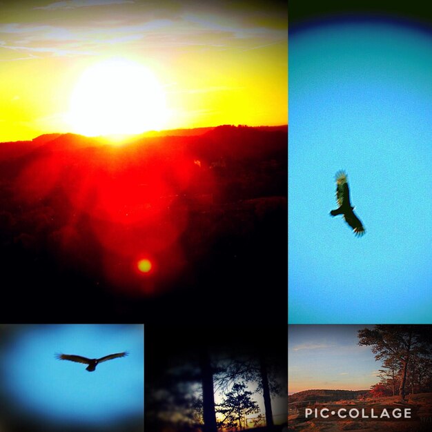 Silhouette bird flying against sky during sunset