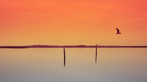 Silhouette bird flying over lake against sky during sunset