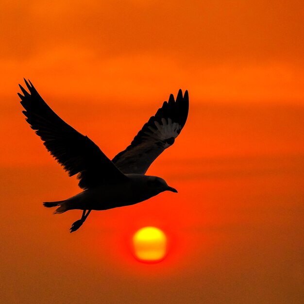 Foto un uccello a silhouette che vola sopra il cielo arancione