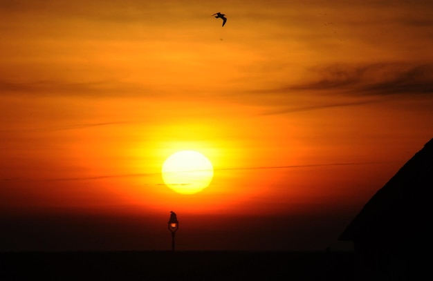 Silhouette bird flying over sea against orange sky