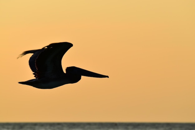 Photo silhouette bird flying over sea against sky during sunset