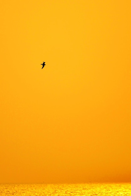 Silhouette bird flying over sea against sky during sunset