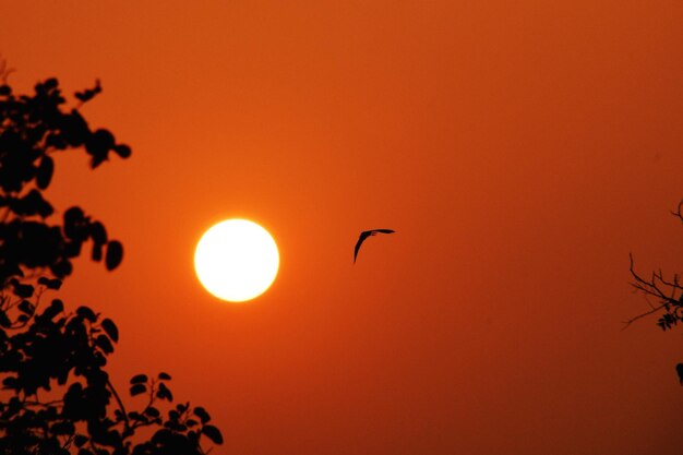 Silhouette of bird flying in sky during sunset