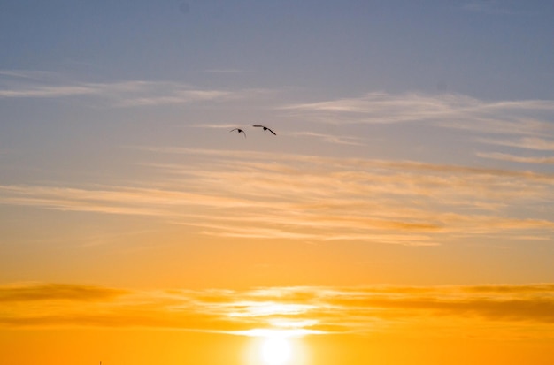 Photo silhouette bird flying in sky