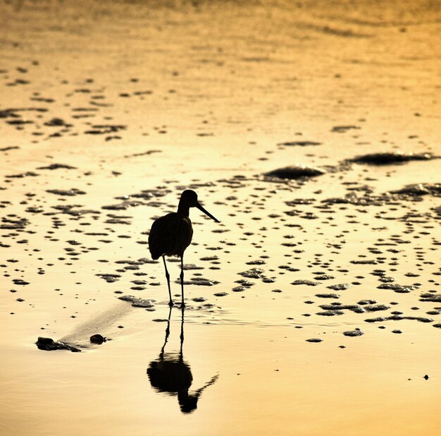 Silhouette bird perching on a beach