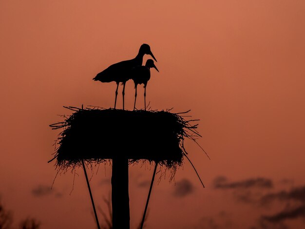 写真 オレンジ色の空を背景に巣に座っているシルエットの鳥