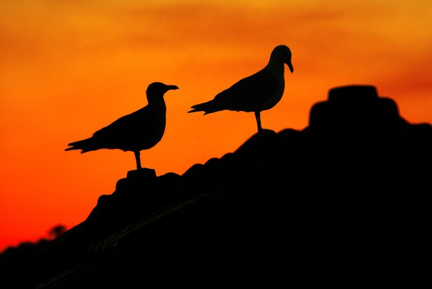 Silhouette bird perching on a orange sunset