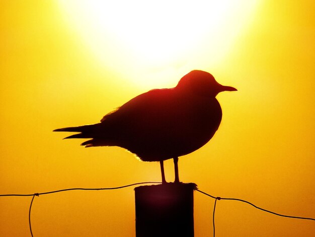 Silhouette bird perching on a orange sunset