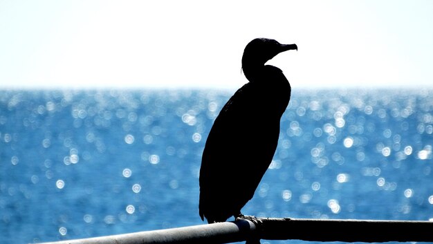 Silhouette bird perching on a sea