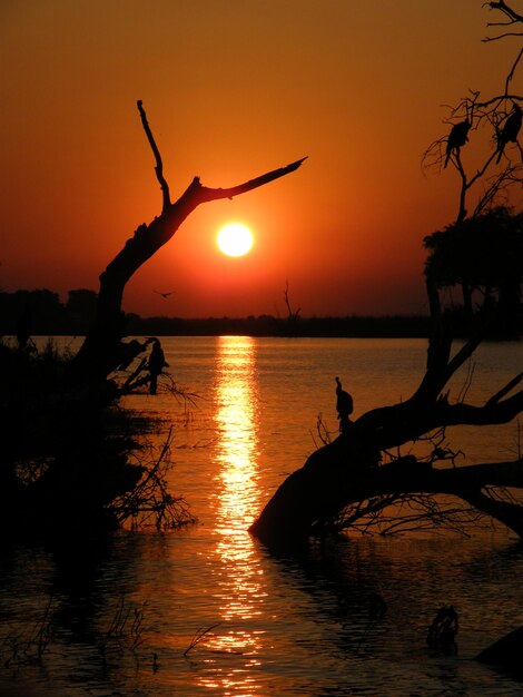 Silhouette bird in sea against sky during sunset