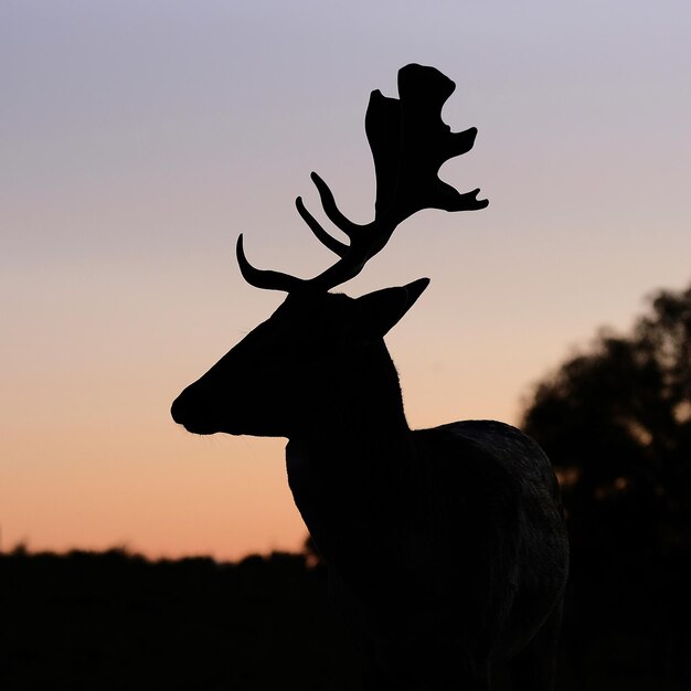 Foto silhouette di un uccello sull'albero contro il cielo al tramonto